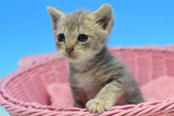 ラパーマ【茨城県・女の子・2020年1月18日・ブルータビー😽（ショートの巻き毛🎵）】の写真「父トリプルチャンピオン👑」