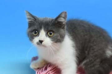 スコテッシュホールドxマンチカンmix【茨城県・男の子・2020年7月30日・ブルー&ホワイト♪（ショート♪）】の写真「かなり淡い毛色です。」