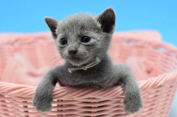 ロシアンブルー【茨城県・男の子・2019年5月1日・ブルー（ショート）】の写真「父ダブルチャンピオン。　母ベストハウスホールド。」