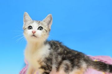 ノルウェージャンxミヌエットmix【茨城県・男の子・2020年9月3日・シルバータビー&ホワイト♪】の写真「美男子です♪」