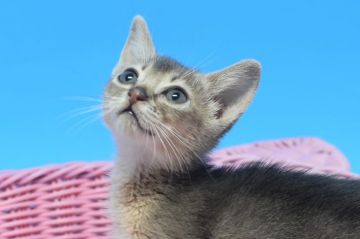 アビシニアン【茨城県・女の子・2019年11月22日・ブルー♪（ショート。）】の写真「甘えたちゃんの女の子😻」