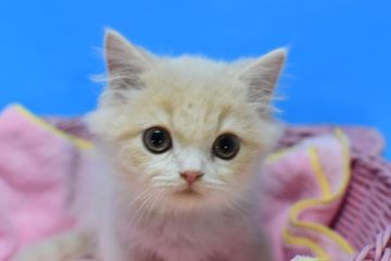 マンチカン(長足)【茨城県・男の子・2021年9月1日・クリーム&ホワイト♪（セミロング～ロング）】の写真「めちゃかわいい子(⋈◍＞◡＜◍)。✧♡」