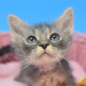 ラパーマ【茨城県・男の子・2022年4月1日・ブルータビー（巻き毛のロング♪）】の写真「父ICCクォードチャンピオン♪」