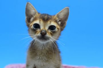 アビシニアン【茨城県・女の子・2019年11月22日・ルディ♪（ショート）】の写真「お年玉キャンペーン♪」