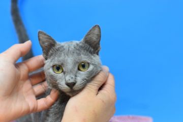 ロシアンブルー【茨城県・女の子・2020年9月10日・ブルー♪（ショート。）】の写真「可愛い女の子♪」