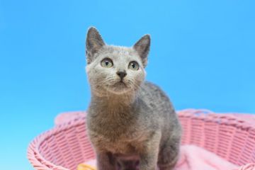 ロシアンブルー【茨城県・女の子・2021年9月1日・ブルー♪（ショート♪）】の写真「おとなしい子」