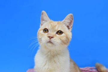 マンチカン(長足)【茨城県・男の子・2020年8月20日・レッドタビー&ホワイト♪（ショート♪）】の写真「おっとり君。」