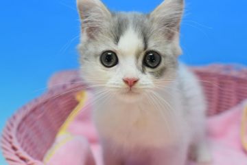 マンチカンXマンチカンmix【茨城県・男の子・2021年9月19日・ブルータビー&ホワイト♪】の写真「ダイリュートカラーがかわいい子♪」