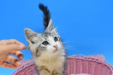 マンチカン(長足)【茨城県・男の子・2021年5月25日・シルバータビー&ホワイト♪（ショート♪）】の写真「性格抜群の男の子♪」
