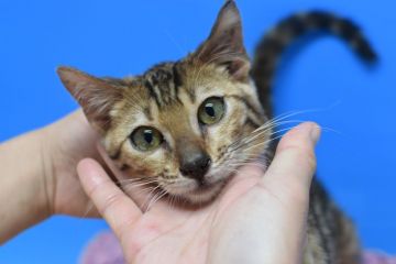 ベンガル【茨城県・男の子・2020年8月16日・ロゼット♪（ショート♪）】の写真「綺麗な模様出ています♪」