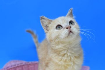 マンチカン(長足)【茨城県・男の子・2021年5月13日・レッドタビー♪（ショート♪）】の写真「性格抜群の男の子♪」
