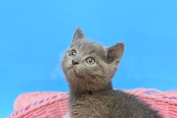 ロシアンブルー【茨城県・男の子・2021年3月13日・ブルー♪（ショート♪）】の写真「父ダブルチャンピオン♪」