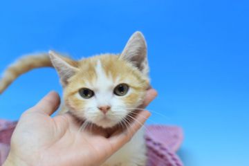 マンチカン(長足)【茨城県・男の子・2020年8月20日・レッドタビー&ホワイト♪（ショート♪）】の写真「おっとり君。」