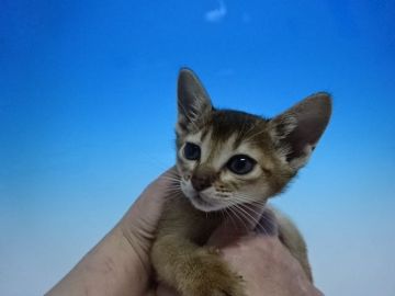 アビシニアン【茨城県・男の子・2018年10月26日・ルディ（ショート）】の写真「無料で早期不妊手術いたします♡」