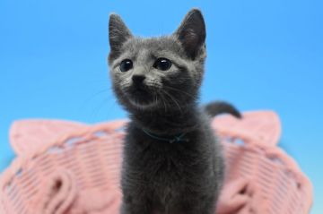 ロシアンブルー【茨城県・男の子・2019年9月16日・ブルー♪（ショート）】の写真「父ダブルチャンピオン♪」