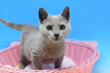 ロシアンブルー【茨城県・男の子・2020年11月22日・ブルー♪（ショート♪）】の写真「父ダブルチャンピオン♪」