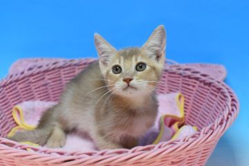 アビシニアン【茨城県・男の子・2021年8月5日・フォーン♪（ショート♪）】の写真「父トリプルチャンピオン♪」