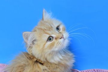 ミヌエット【茨城県・男の子・2021年7月25日・レッドタビー♪（ロング♪）】の写真「12/5迄で販売終了。」