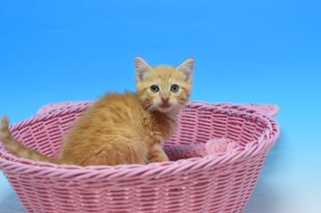 マンチカン(長足)【茨城県・男の子・2020年1月24日・レッドタビー♪（ショート。）】の写真「淡い色で優しい感じがします♪」