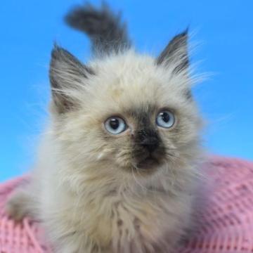 マンチカン(短足)【茨城県・男の子・2022年11月11日・シールポイント♪(ホワイト)（ロング♪）】の写真「画像更新しました(⋈◍＞◡＜◍)。✧♡」