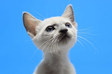 ロシアンブルー【茨城県・女の子・2020年1月22日・ブルーポイント♪（ダブルコート。）】の写真「美白美人です(⋈◍＞◡＜◍)。✧♡」