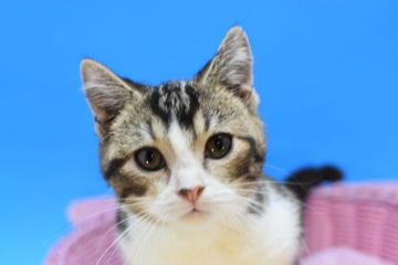 マンチカン(短足)【茨城県・男の子・2020年8月28日・ブラウンタビー&ホワイト♪（ショート♪）】の写真「短足でむちむち♪」