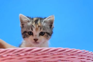 マンチカン(長足)【茨城県・女の子・2020年8月20日・ブラウンパッチドタビー&ホワイト♪（ショート♪）】の写真「三毛ちゃん♪」