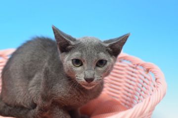 ロシアンブルー【茨城県・男の子・2019年4月15日・ブルー（ショート）】の写真「元気一杯の男の子(=^・^=)」