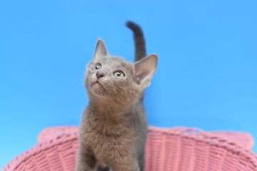 ロシアンブルー【茨城県・女の子・2021年7月15日・ブルー♪（ショート）】の写真「グリーンアイがきれいな子です♪」