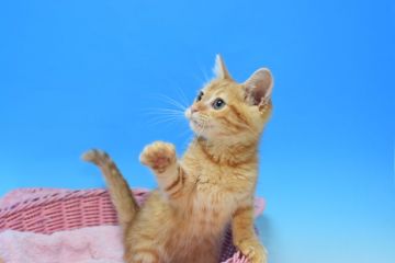 ミヌエット【茨城県・男の子・2021年2月5日・レッドタビー♪（ショート♪）】の写真「父チャンピオン♪」