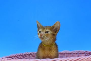 アビシニアン【茨城県・男の子・2020年7月15日・レッド♪】の写真「父ダブルチャンピオン♪」