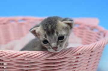 アビシニアン【茨城県・男の子・2019年5月1日・ブルー（ショート）】の写真「父トリプルチャンピオン。　遺伝子検査済！」