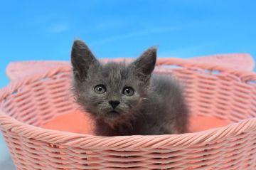 ラパーマ【茨城県・男の子・2019年10月20日・ブルー♪（ロングの巻き毛）】の写真「父ダブルチャンピオン♪」