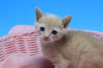 マンチカン(長足)【茨城県・男の子・2019年5月1日・クリームマッカレルタビー（ショート）】の写真「６/23迄販売❗母ダブルチャンピオン👑」