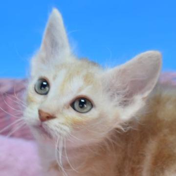 ラパーマ【茨城県・男の子・2022年4月1日・クリームタビー♪（巻き毛のロング♪）】の写真「父ICCクォードチャンピオン♪」