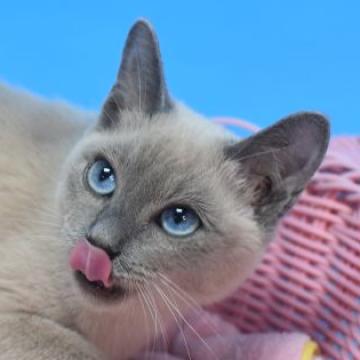 トンキニーズxトンキニーズmix【茨城県・男の子・2022年4月17日・ブルーソリッド♪（ショート♪）】の写真「性格抜群(⋈◍＞◡＜◍)。✧♡」