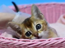 アビシニアンxシンガプーラmix【茨城県・男の子・2020年4月15日・ブラウンティックドタビー♪】の写真1