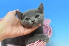 ロシアンブルー【茨城県・男の子・2021年2月2日・ブルー♪】の写真1