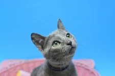 ロシアンブルー【茨城県・男の子・2021年9月23日・ブルー♪】の写真1