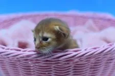 アビシニアン【茨城県・男の子・2020年5月5日・レッド♪】の写真1