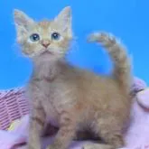 ラパーマ【茨城県・男の子・2022年10月14日・レッドタビー♪】の写真1「12/14撮影」