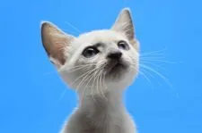 ロシアンブルー【茨城県・女の子・2020年1月22日・ブルーポイント♪】の写真1