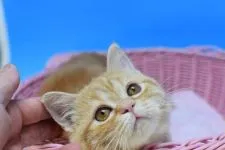 マンチカン(長足)【茨城県・女の子・2020年12月25日・レッドタビー♪】の写真1