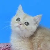 ミヌエット(長足)【茨城県・男の子・2022年4月3日・クリームタビー♪】の写真1