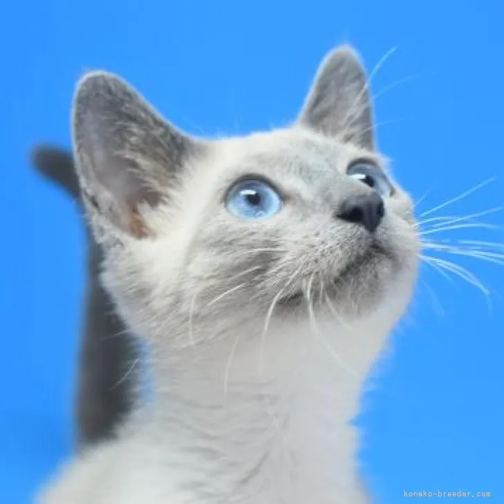 ID:2208-00491の子猫