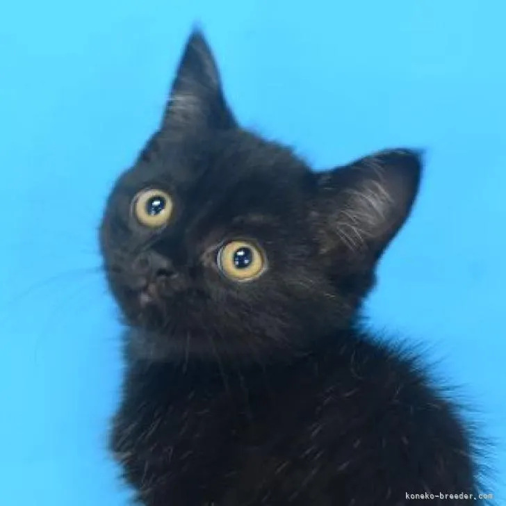 ID：2207-00785の子猫