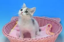 マンチカンXマンチカンmix【茨城県・男の子・2021年9月19日・ブルータビー&ホワイト♪】の写真2
