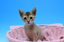 アビシニアン【茨城県・男の子・2019年3月1日・ルディ】の写真2