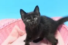 アメリカンカールxミヌエットmix【茨城県・女の子・2020年8月22日・ブラック♪】の写真2