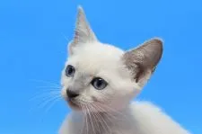 ロシアンブルー【茨城県・女の子・2020年1月22日・ブルーポイント♪】の写真2